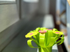 tim_sopek-roz